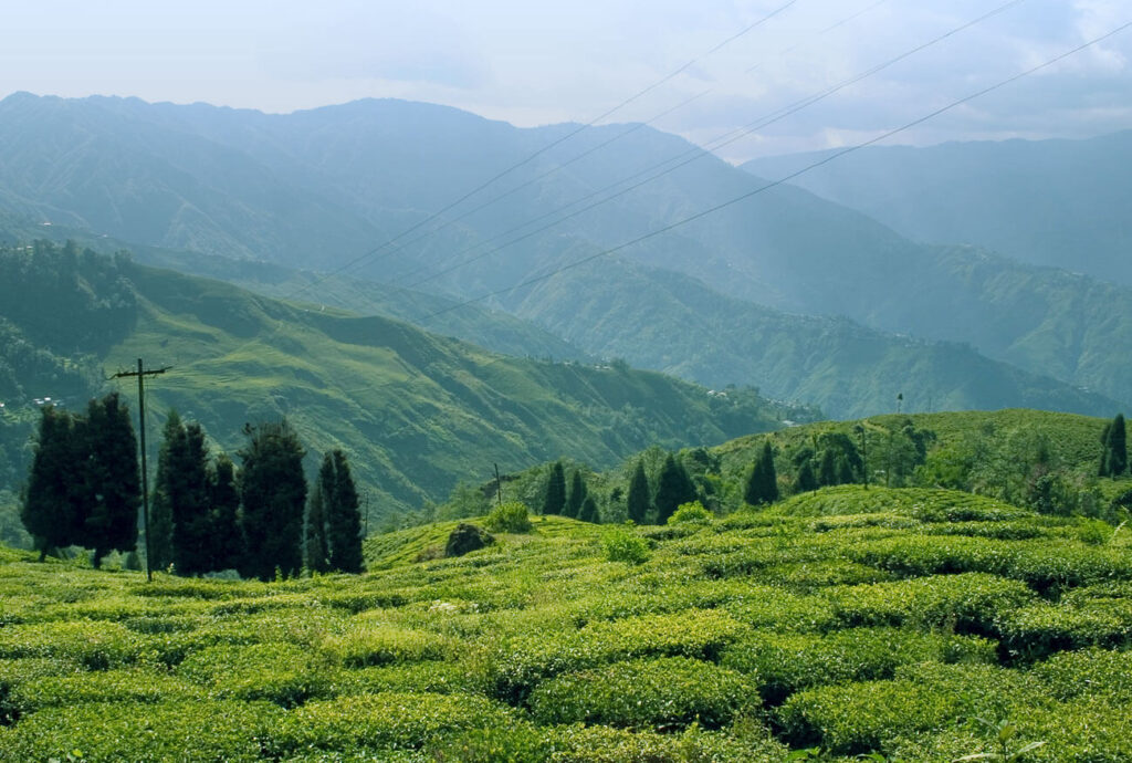 Explore the Delightful Happy Valley Tea Estate Scenic Beauty & History